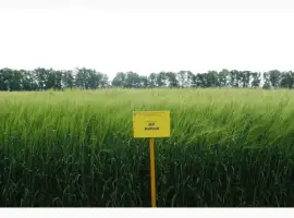 МІП Мирний
