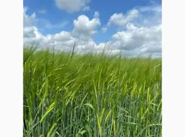 Зображення для оголошення Пропонуємо насіння ярого ячменю КВС Кріссі (СН-1) ПИВОВАРНИЙ