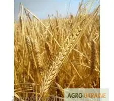 Зображення для оголошення Посевной материал ярого ячменя