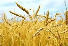Семена ярового ячменя ВСЕСВИТ элита 1 репродукция