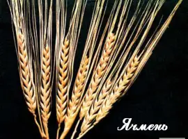 Куплю ячмень и отходи самовывоз
