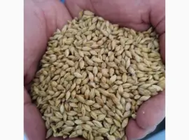 Зображення для оголошення Продам семена ячменя озимого сорт "Казанова"