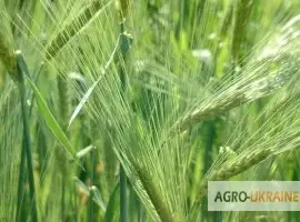 Зображення для оголошення Яровой ячмень Адапт