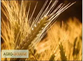 Закуповуємо ячмінь