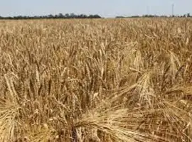 Насіння ячміня озимого Казанова