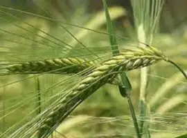 Зображення для оголошення Семена ячменя озимого ХАЙДИ Австрия