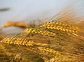 Сорт Люсьєн ячмінь озимий