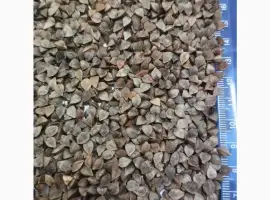 Зображення для оголошення Продам насіння гречки для пожнивних посівів