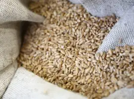Зображення для оголошення Куплю зерновідходи. Куплю некондицію с.г культур