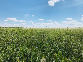 Зображення для оголошення Куплю гречиху