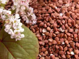 Зображення для оголошення Купляєм гречиху