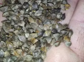 Продам посівну сертифіковану гречку. Сорт Дикуль. Сорт Арно. Сорт Дев'ятка