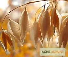 Купляєм овес