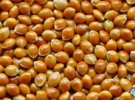 Зображення для оголошення Продам насіння проса Біла Альтанка