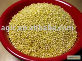 Зображення для оголошення Куплю просо жолтое красное на самовывоз