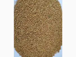 Продам просо жовте органічне Organic Standard (Panicum miliaceum) - 400т.