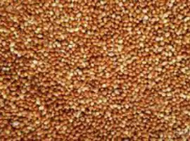 Зображення для оголошення Продам ПРОСО Чумиза