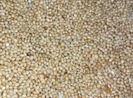 Зображення для оголошення Продам насіння просо для пожнивних посівів