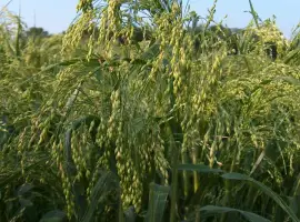 Зображення для оголошення Просо Белая альтанка( 1 репродукцыя)