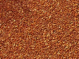 Зображення для оголошення Продам Насіння Проса