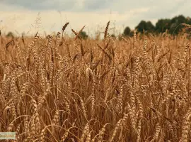 Куплю рожь фураж