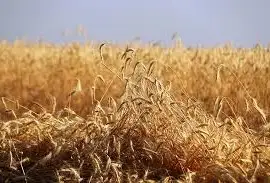 Зображення для оголошення Рожь (жито) озимой гибрид Пикассо KWS