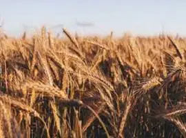 Зображення для оголошення Насіння жито озиме Сіверське