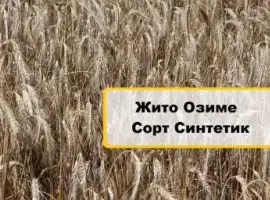 Зображення для оголошення Продам насіння озимого жита сорту Синтетик 1-Р