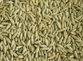 Зображення для оголошення Продам жито (рожь)