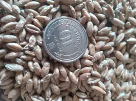 Продам тритікале Ротондо