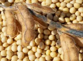 Зображення для оголошення Насіння сої ЕС "КОМАНДОР" 1 репродукція