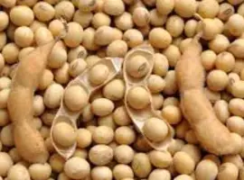 Зображення для оголошення Купим сою з поля і складу