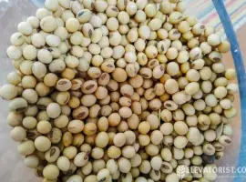 Зображення для оголошення Закупляємо Сою ( ГМО не ГМО ) Чернівецька область