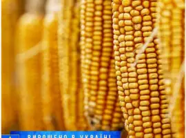 Зображення для оголошення Насіння кукурудзи ЕС Юнкай