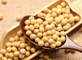 Зображення для оголошення Купую сою. Переробник