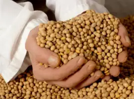 Зображення для оголошення Куплю сою з поля