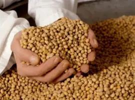 Зображення для оголошення Куплю сою и половинку дорого