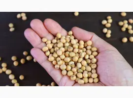 Зображення для оголошення Семена сои Максус