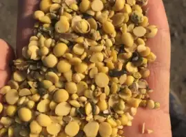 Зображення для оголошення Закуповуємо на половинки сої переробку