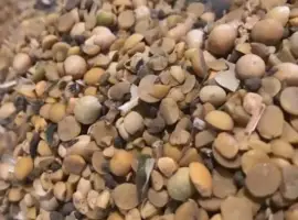 Зображення для оголошення Куплю половинки сої по Україні