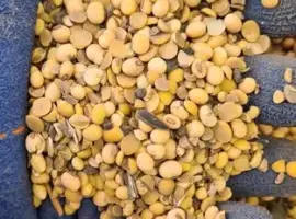 Зображення для оголошення Закуповуємо половинки сої