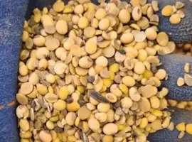 Зображення для оголошення Куплю сою (половинки)