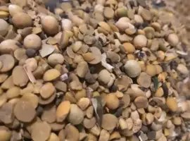 Зображення для оголошення Купуємо на переробку половинки сої