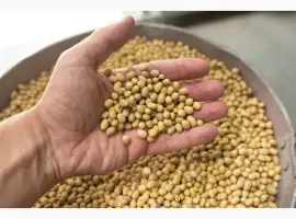Зображення для оголошення Купуємо сою та половинки сої