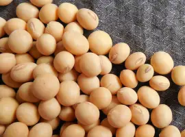 Зображення для оголошення Купуємо сою для переробки