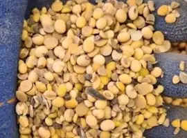 Зображення для оголошення Купую половинки сої