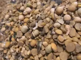 Зображення для оголошення Закуповуємо сою (половинки) на переробку