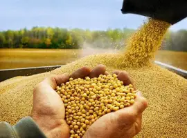 Зображення для оголошення Закуповую сою