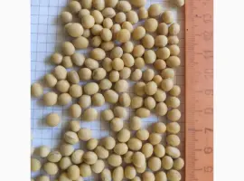 Зображення для оголошення Продам посевной материал сои сорт P03T68R2 (продам)
