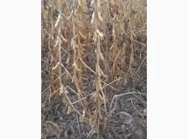 Зображення для оголошення Семена сои под Раундап